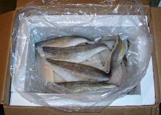 Walleye Fillets - 11 lbs Frozen